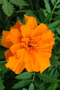 Marigold Safari Tangerine