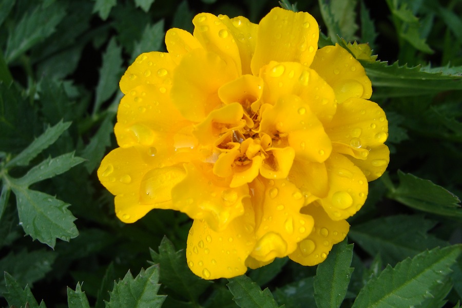 safari yellow french marigold