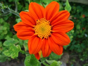 Tithonia Torch