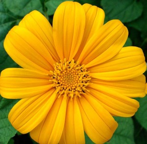 Mexican-Sunflower-Torch-Yellow