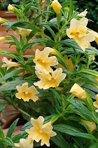 Monkey Flower Aurantiacus grandiflora