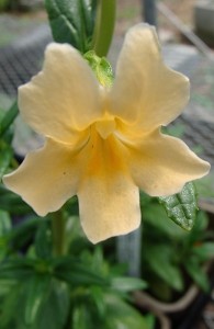 Monkey Flower Aurantiacus grandiflora flower detail