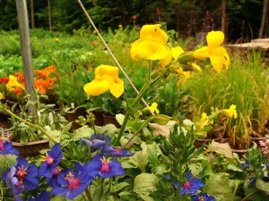 Monkey-Flower-Gutatus-Yellow