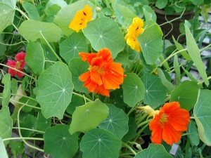 Nasturtium-Jewel-Mix