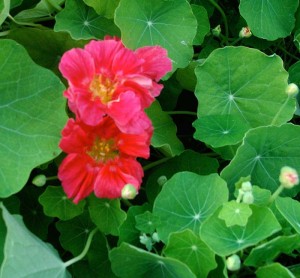 Nasturtium-Whirlybird-Cherry-Rose