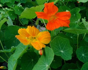 Nasturtium-Whirlybird-Mix