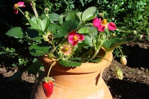 Ornamental Strawberry Tarpan