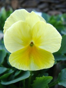 Pansy Nature Lemon Yellow