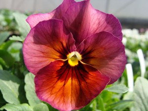 Pansy-Nature-Mulberry-Shades