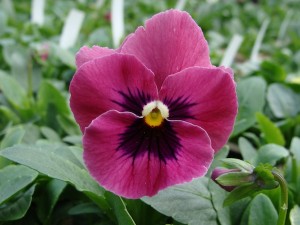 Pansy Nature Rose Pink