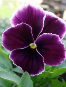 Pansy Ultima Purple Lace