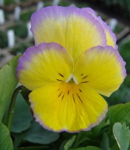 Pansy Ultima Radiance Lilac