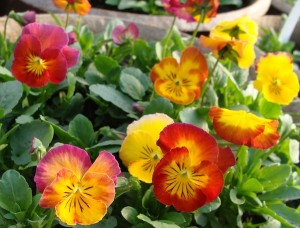 Pansy Ultima Radiance Red