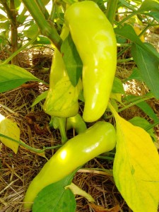 Pepper-Hungarian-Hot-Wax