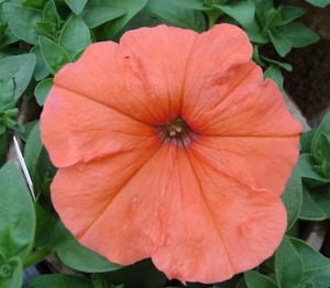 Petunia African Sunset ws