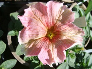 Petunia-Dolcissima-Flambe