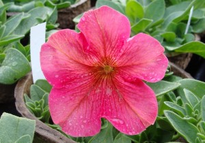 Petunia Dolcissima Fragolino