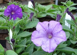 Petunia Shock Wave Denim