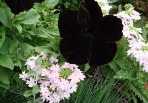 Petunia Sophistica Blackberry