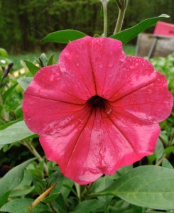 Petunia-Tidal-Wave-Hot-Pink