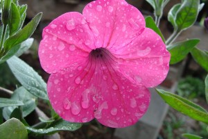 Petunia Tidal Wave Hot Pink