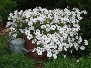 Petunia Tidal Wave Silver ws