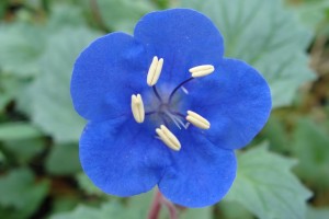 Phacelia California Bluebell