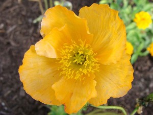 Poppy Nudicaule Meadow Pastels