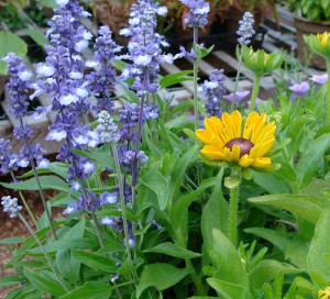 Salvia-Fairy-Queen