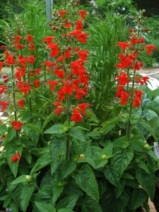 Salvia Lady in Red