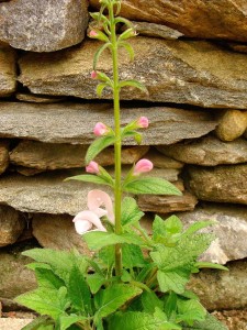 Salvia-Patio-Patens-Pink