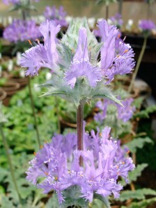 Salvia-Thistle-Sage