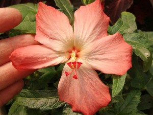 Silk-Flower-Abelmoschus