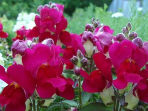 Snap-Mont-Burgundy-Bicolor