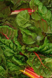 Swiss-Chard-Bright-Lights