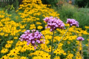 Verbena Bonariensis