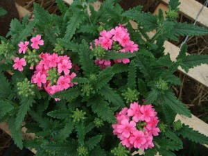 Verbena Obsession Pink