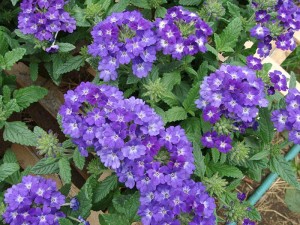 Verbena Quartz Blue