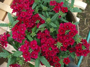 Verbena Quartz XP Burgundy