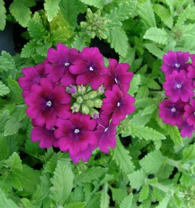 Verbena-Quartz-XP-Purple