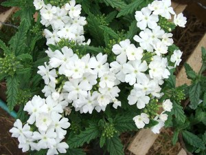 Verbena Quartz XP White