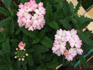 Verbena Tuscany Pink Picotee