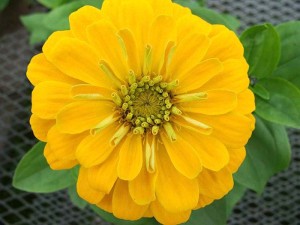 Zinnia Magellan (yellow)