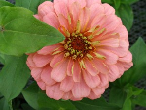 Zinnia Magellan (pink)