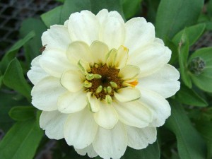 Zinnia Profusion Double White