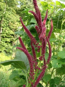 Amaranth Lotus Purple