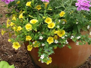 Calibrachoa Kabloom Yellow ws