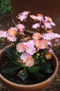 Cliff Maiden:Lewisia