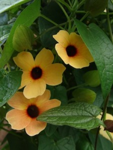 Thunbergia African Sunset ws