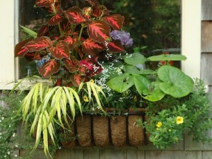 COLEUS Rainbow Festive Dance ws